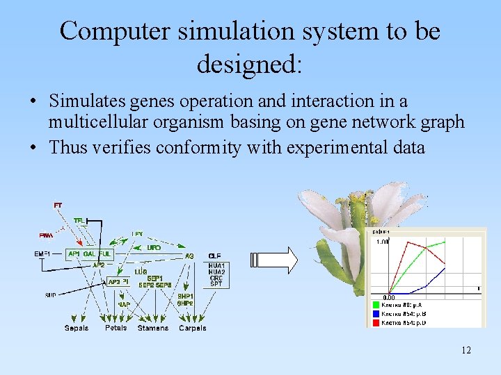 Computer simulation system to be designed: • Simulates genes operation and interaction in a