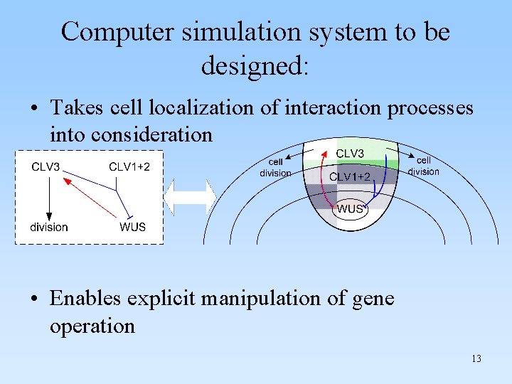 Computer simulation system to be designed: • Takes cell localization of interaction processes into