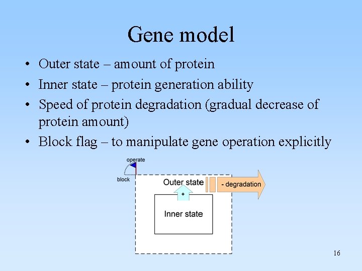 Gene model • Outer state – amount of protein • Inner state – protein