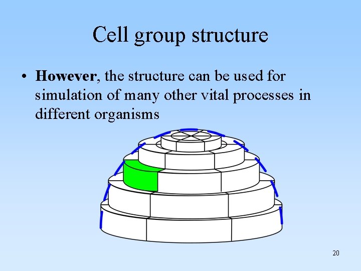 Cell group structure • However, the structure can be used for simulation of many