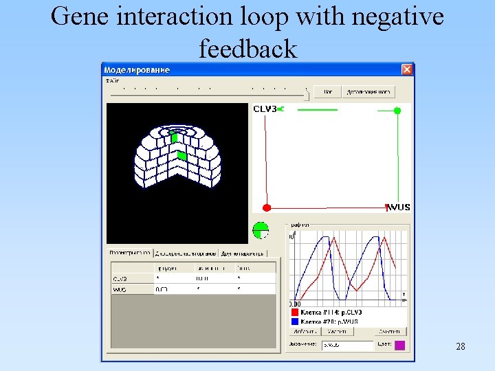 Gene interaction loop with negative feedback 28 