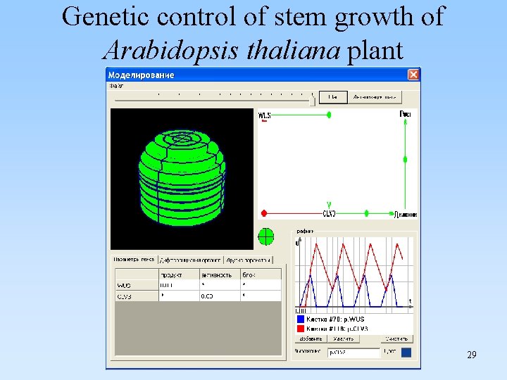 Genetic control of stem growth of Arabidopsis thaliana plant 29 