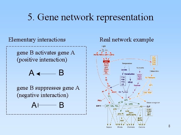 5. Gene network representation Elementary interactions Real network example gene B activates gene A