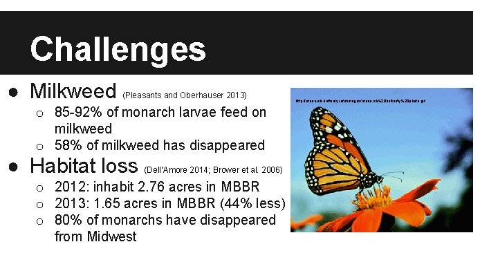 Challenges ● Milkweed (Pleasants and Oberhauser 2013) o 85 -92% of monarch larvae feed