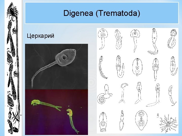 Digenea (Trematoda) Церкарий Digenea (Trematoda) Церкарий