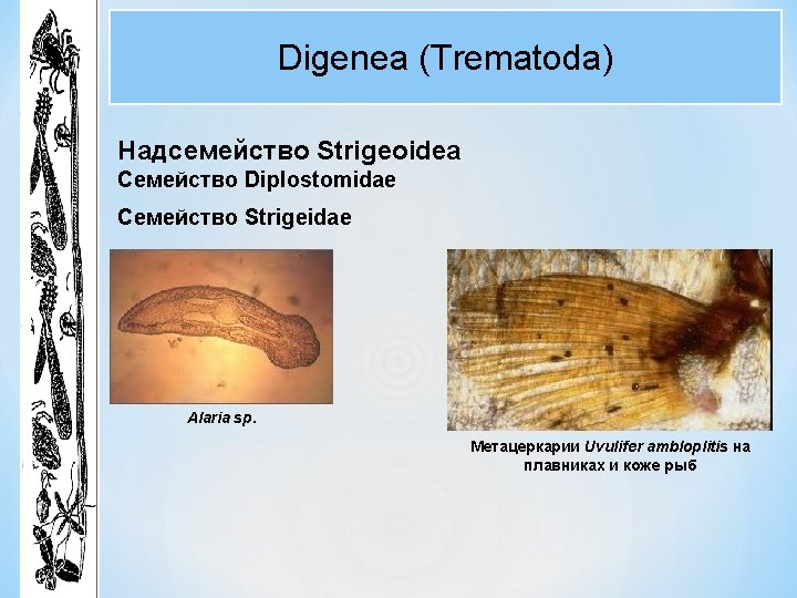 Digenea (Trematoda) Надсемейство Strigeoidea Семейство Diplostomidae Семейство Strigeidae Alaria sp. Метацеркарии Uvulifer ambloplitis на Digenea (Trematoda) Надсемейство Strigeoidea Семейство Diplostomidae Семейство Strigeidae Alaria sp. Метацеркарии Uvulifer ambloplitis на