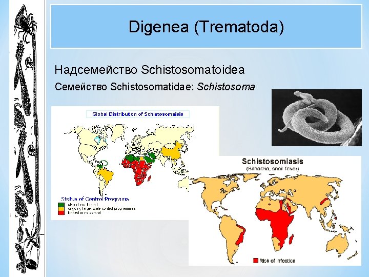 Digenea (Trematoda) Надсемейство Schistosomatoidea Семейство Schistosomatidae: Schistosoma Digenea (Trematoda) Надсемейство Schistosomatoidea Семейство Schistosomatidae: Schistosoma