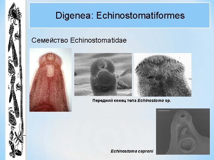 Digenea: Echinostomatiformes Семейство Echinostomatidae Передний конец тела Echinostoma sp. Echinostoma caproni Digenea: Echinostomatiformes Семейство Echinostomatidae Передний конец тела Echinostoma sp. Echinostoma caproni