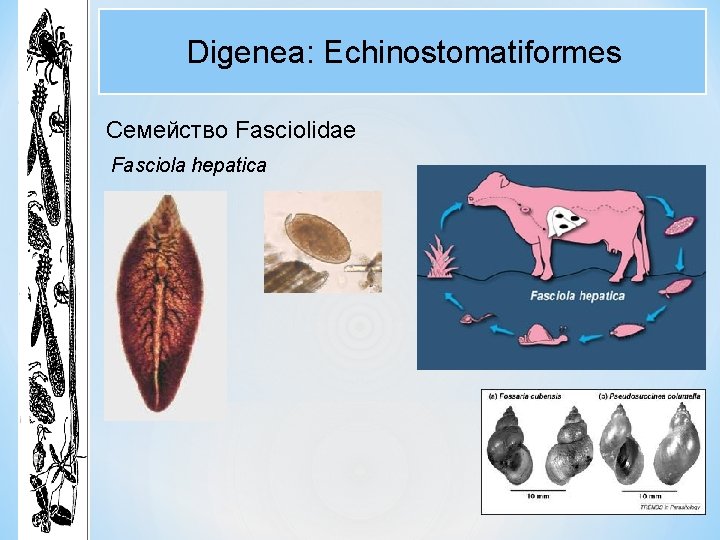 Digenea: Echinostomatiformes Семейство Fasciolidae Fasciola hepatica Digenea: Echinostomatiformes Семейство Fasciolidae Fasciola hepatica