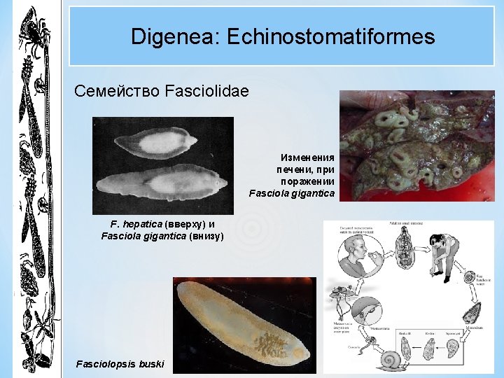 Digenea: Echinostomatiformes Семейство Fasciolidae Изменения печени, при поражении Fasciola gigantica F. hepatica (вверху) и Digenea: Echinostomatiformes Семейство Fasciolidae Изменения печени, при поражении Fasciola gigantica F. hepatica (вверху) и