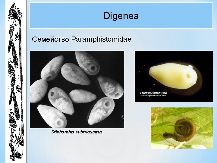 Digenea Семейство Paramphistomidae Stichorchis subtriquetrus Digenea Семейство Paramphistomidae Stichorchis subtriquetrus