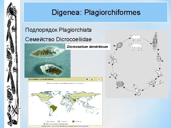 Digenea: Plagiorchiformes Подпорядок Plagiorchiata Семейство Dicrocoeliidae Dicrocoelium dendriticum Digenea: Plagiorchiformes Подпорядок Plagiorchiata Семейство Dicrocoeliidae Dicrocoelium dendriticum