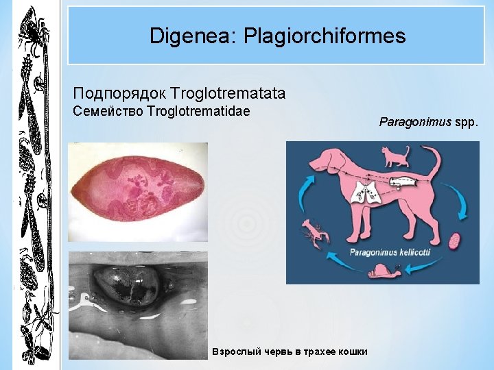 Digenea: Plagiorchiformes Подпорядок Troglotrematata Семейство Troglotrematidae Взрослый червь в трахее кошки Paragonimus spp. Digenea: Plagiorchiformes Подпорядок Troglotrematata Семейство Troglotrematidae Взрослый червь в трахее кошки Paragonimus spp.