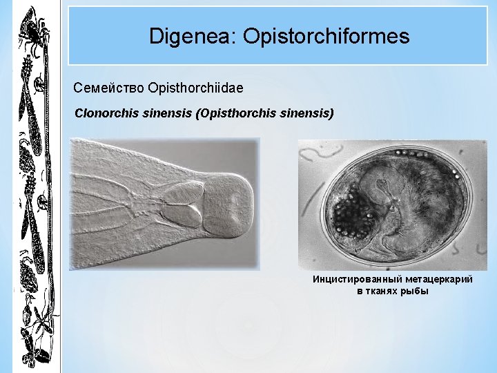 Digenea: Opistorchiformes Семейство Opisthorchiidae Clonorchis sinensis (Opisthorchis sinensis) Инцистированный метацеркарий в тканях рыбы Digenea: Opistorchiformes Семейство Opisthorchiidae Clonorchis sinensis (Opisthorchis sinensis) Инцистированный метацеркарий в тканях рыбы