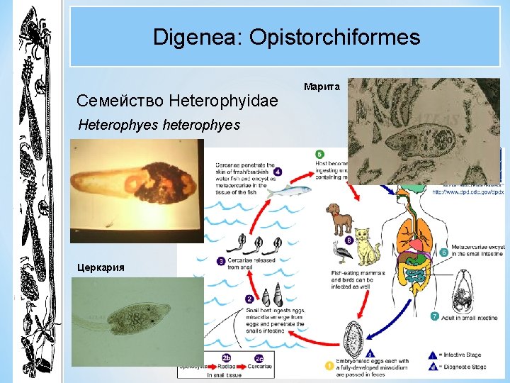 Digenea: Opistorchiformes Семейство Heterophyidae Heterophyes heterophyes Церкария Марита Digenea: Opistorchiformes Семейство Heterophyidae Heterophyes heterophyes Церкария Марита