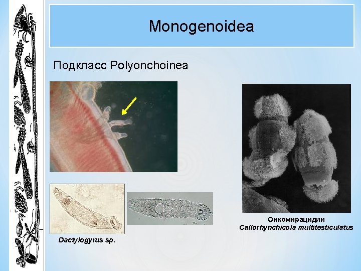 Monogenoidea Подкласс Polyonchoinea Онкомирацидии Callorhynchicola multitesticulatus Dactylogyrus sp. Monogenoidea Подкласс Polyonchoinea Онкомирацидии Callorhynchicola multitesticulatus Dactylogyrus sp.