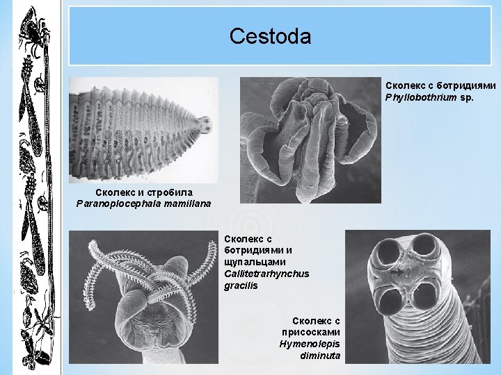 Cestoda Сколекс с ботридиями Phyllobothrium sp. Сколекс и стробила Paranoplocephala mamillana Сколекс с ботридиями Cestoda Сколекс с ботридиями Phyllobothrium sp. Сколекс и стробила Paranoplocephala mamillana Сколекс с ботридиями