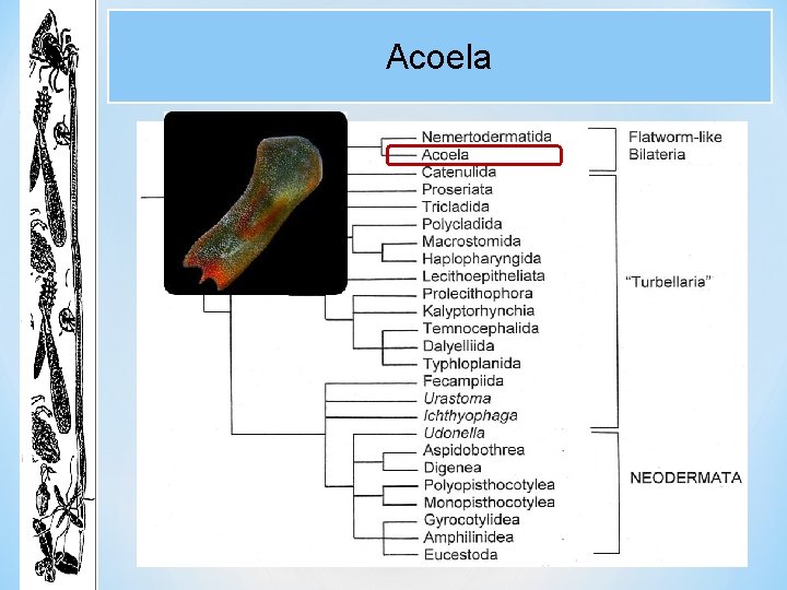Acoela Acoela