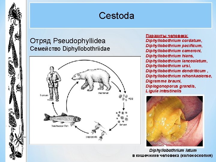 Cestoda Отряд Pseudophyllidea Семейство Diphyllobothriidae Паразиты человека: Diphyllobothrium cordatum, Diphyllobothrium pacificum, Diphyllobothrium cameroni, Diphyllobothrium Cestoda Отряд Pseudophyllidea Семейство Diphyllobothriidae Паразиты человека: Diphyllobothrium cordatum, Diphyllobothrium pacificum, Diphyllobothrium cameroni, Diphyllobothrium
