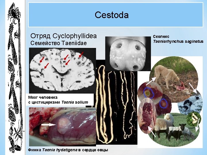 Cestoda Отряд Cyclophyllidea Семейство Taeniidae Мозг человека с цистицерками Taenia solium Финна Taenia hydatigena Cestoda Отряд Cyclophyllidea Семейство Taeniidae Мозг человека с цистицерками Taenia solium Финна Taenia hydatigena