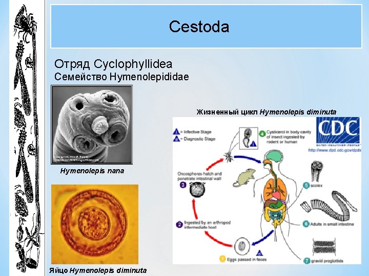 Cestoda Отряд Cyclophyllidea Семейство Hymenolepididae Жизненный цикл Hymenolepis diminuta Hymenolepis nana Яйцо Hymenolepis diminuta Cestoda Отряд Cyclophyllidea Семейство Hymenolepididae Жизненный цикл Hymenolepis diminuta Hymenolepis nana Яйцо Hymenolepis diminuta