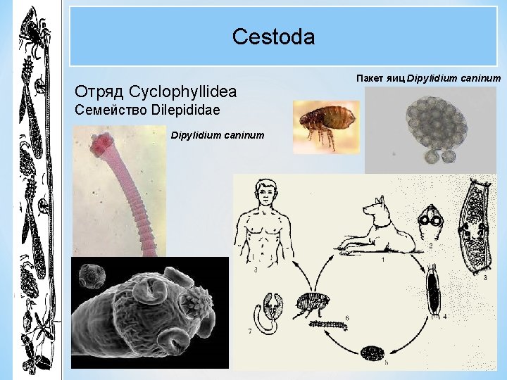Cestoda Отряд Cyclophyllidea Семейство Dilepididae Dipylidium caninum Пакет яиц Dipylidium caninum Cestoda Отряд Cyclophyllidea Семейство Dilepididae Dipylidium caninum Пакет яиц Dipylidium caninum