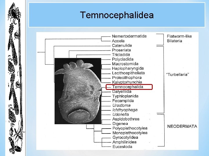 Temnocephalidea Temnocephalidea