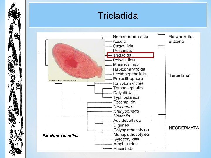 Tricladida Bdelloura candida Tricladida Bdelloura candida