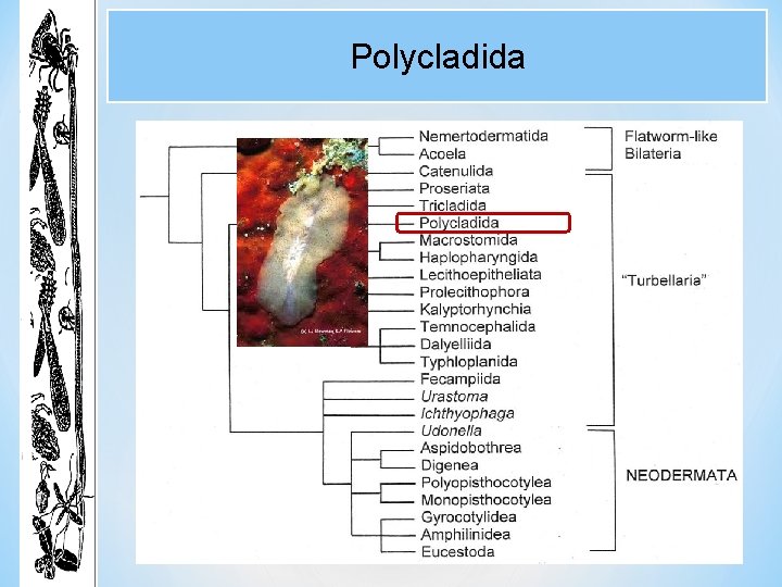 Polycladida Polycladida