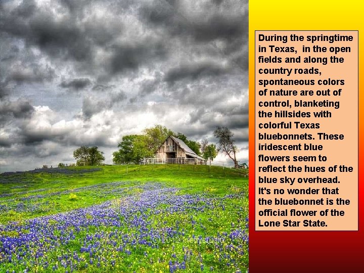 During the springtime in Texas, in the open fields and along the country roads,