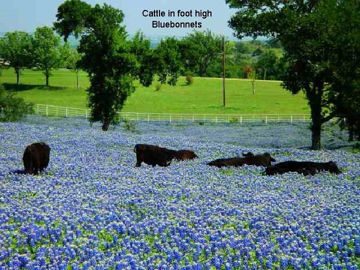 Cattle in foot high Bluebonnets 