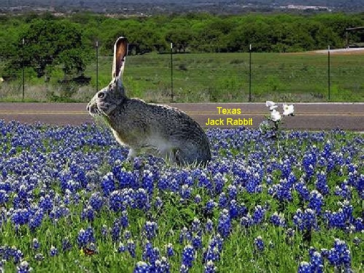 Texas Jack Rabbit 