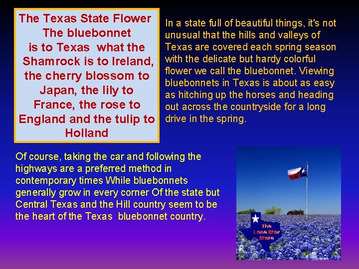 The Texas State Flower The bluebonnet is to Texas what the Shamrock is to