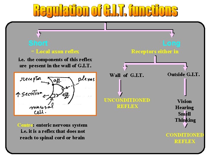 Short = Local axon reflex Long Receptors either in i. e. the components of