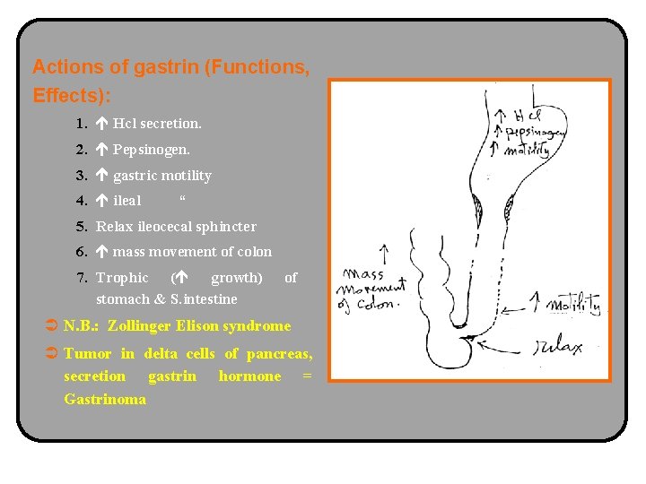 Actions of gastrin (Functions, Effects): 1. Hcl secretion. 2. Pepsinogen. 3. gastric motility 4.
