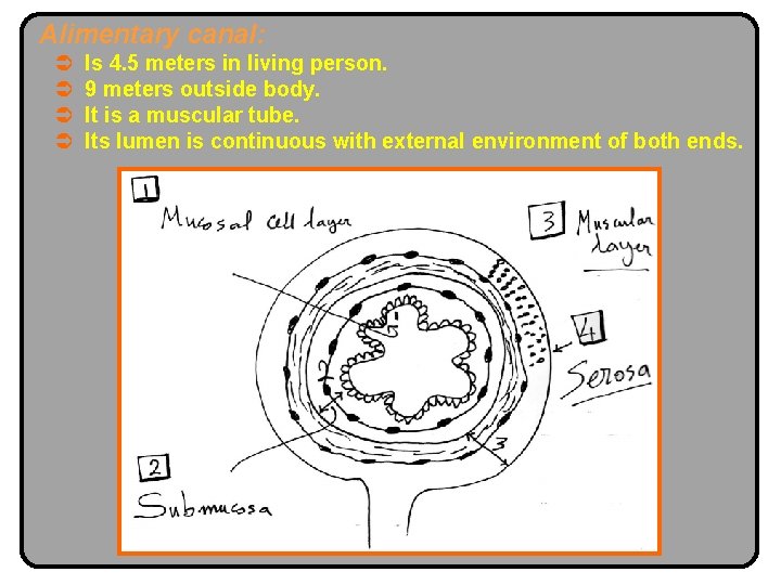 Alimentary canal: Ü Ü Is 4. 5 meters in living person. 9 meters outside