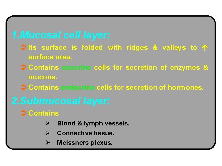 1. Mucosal cell layer: Ü Its surface is folded with ridges & valleys to