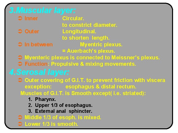 3. Muscular layer: Ü Inner Ü Ü Circular. to constrict diameter. Outer Longitudinal. to