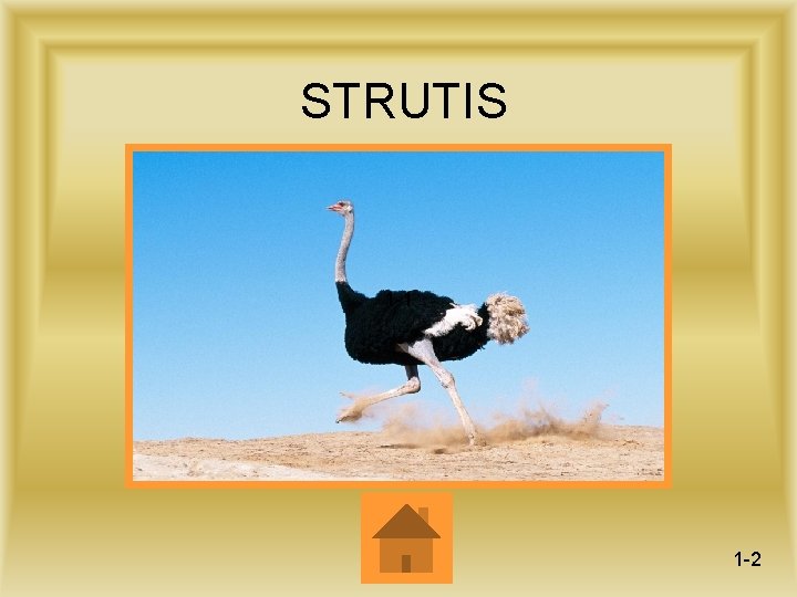 STRUTIS 1 -1 1 -2 