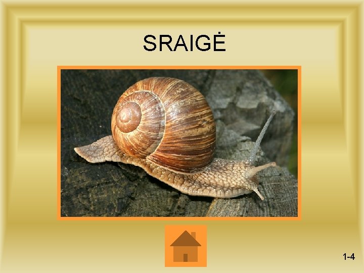 SRAIGĖ 1 -4 