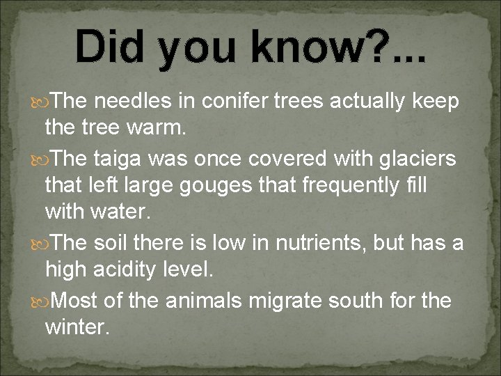 Did you know? . . . The needles in conifer trees actually keep the