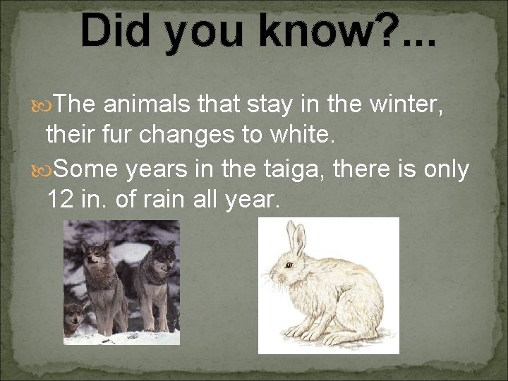 Did you know? . . . The animals that stay in the winter, their