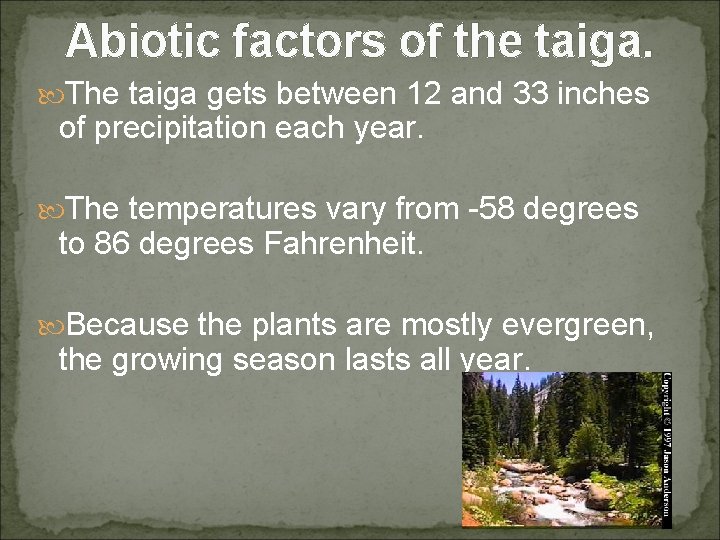 Abiotic factors of the taiga. The taiga gets between 12 and 33 inches of