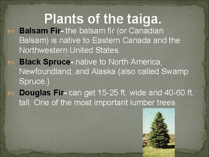 Plants of the taiga. Balsam Fir- the balsam fir (or Canadian Balsam) is native