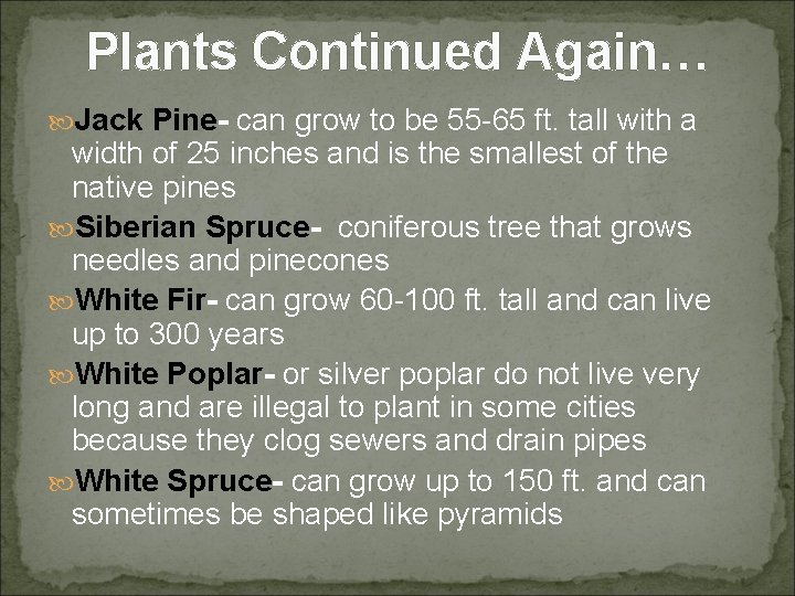 Plants Continued Again… Jack Pine- can grow to be 55 -65 ft. tall with