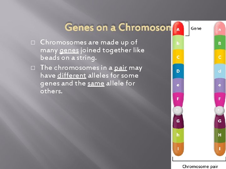 Genes on a Chromosome � � Chromosomes are made up of many genes joined
