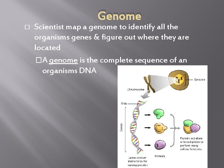 Genome � Scientist map a genome to identify all the organisms genes & figure