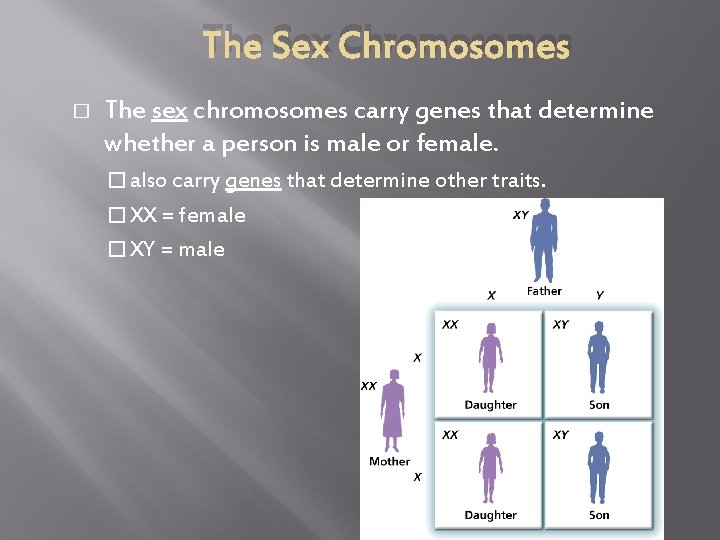 The Sex Chromosomes � The sex chromosomes carry genes that determine whether a person