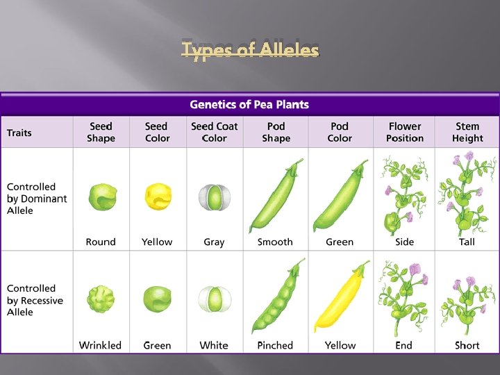 Types of Alleles � � Dominant Alleles describe a genetic factor that is always