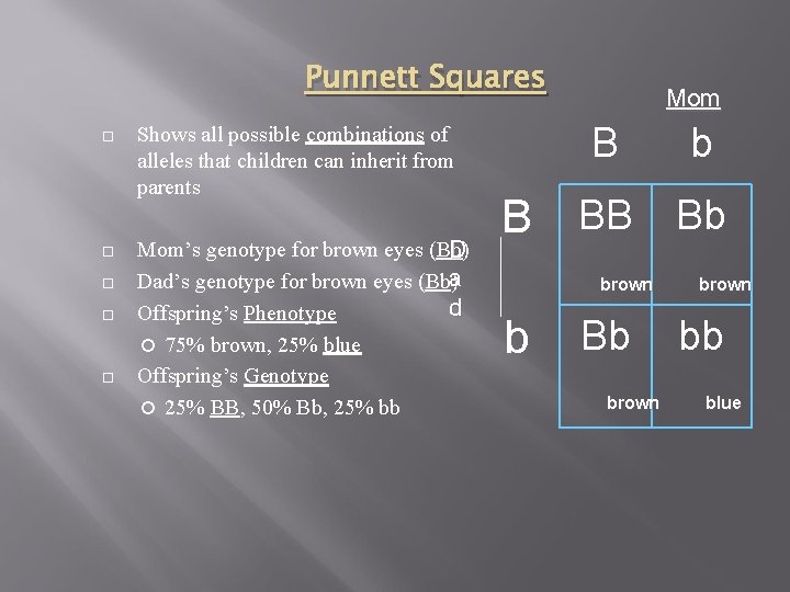 Punnett Squares Shows all possible combinations of alleles that children can inherit from parents
